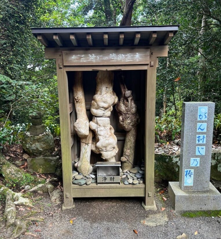金剛頂寺のがん封じの椿の写真