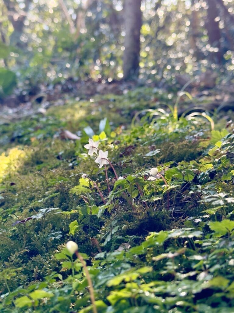 バイカオウレンの花