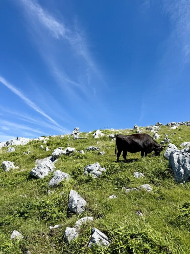 四国カルスト大地で草を食べる牛
