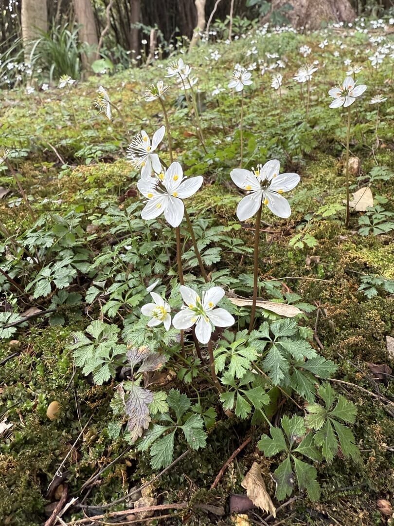 牧野植物園・バイカオウレン開花しました。